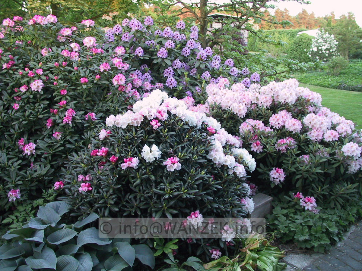 Rhododendron Hybriden in Sorten 09.JPG